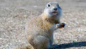 cats and gophers