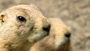 Can Groundhogs See you