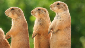 3 gophers wit h different gopher behaviors