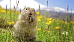 Gopher Damaging Crops