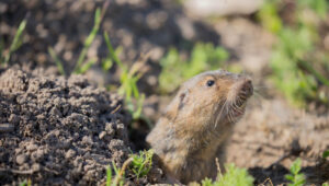 gopher during day looking out of hole