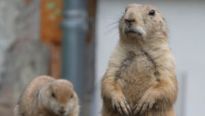 gophers and cayenne pepers
