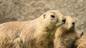 gophers and the way they communicate