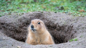 gopher and his hole