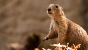 Gopher Control and Removal Service