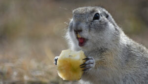 Gopher trap