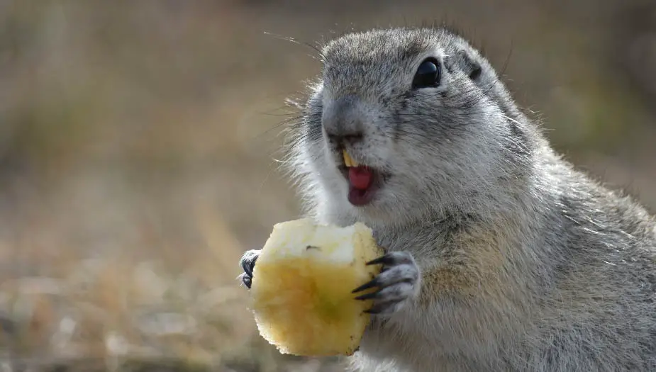 Should I Trap Or Poison Gophers? Gopher Control | Gopher Nuts