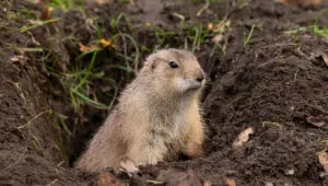 Gopher looking for other related Animals