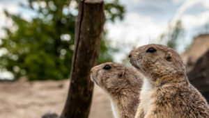 Gopher numbers and Population