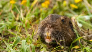 Gophers and Crops