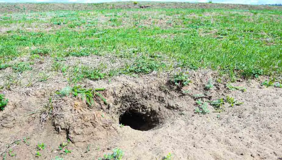 Gophers holes and Homes Foundation