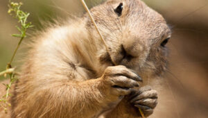 Gopher and Groundhog Eating Habits