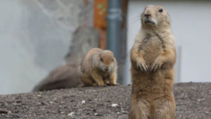 Gophers trying to get into a house