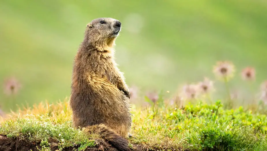 Can Gophers Swim? | Gopher Nuts