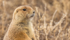 Gopher and Onion Diets