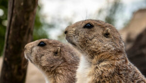 gophers trying to climb a tree