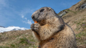 Groundhogs and Vision