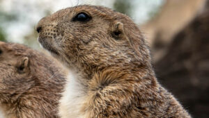 Large gopher and gophers
