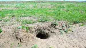 man contemplating how to fill this gopher hole fast