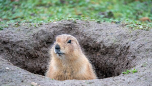 How fast can a gopher dig its hole