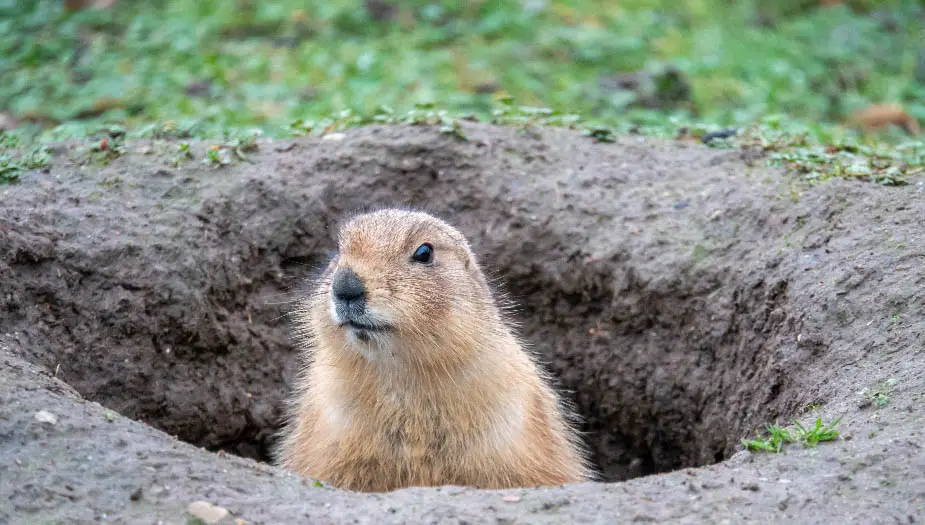 How Fast Can A Gopher Dig It’s Hole? | Gopher Nuts