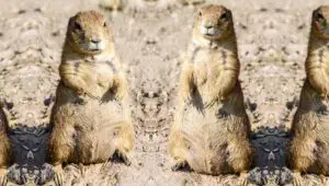 How Many gophers live together in a gopher hole