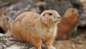Gophers Defending themseves