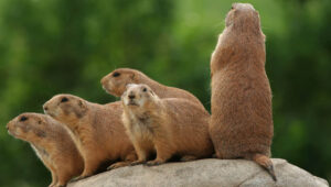 Gophers showing how to get rid of gophers