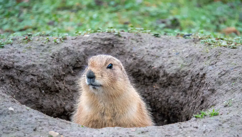 How Can You Tell If There Is A Gopher In It’s Hole? | Gopher Nuts