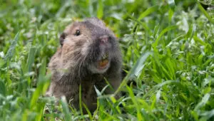 what animal keeps gophers away