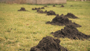 gopher mounds in yard