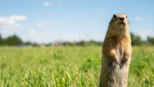 gopher in the sunlight during the day