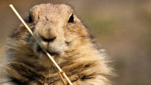 A house gopher eating